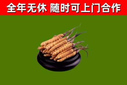 蒲城回收散虫草