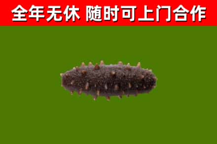 蒲城回收海参干
